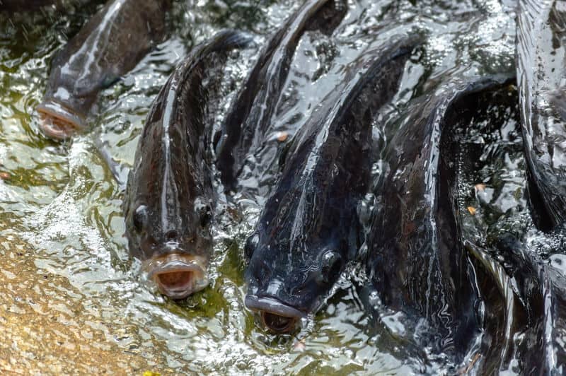 panen ikan nila