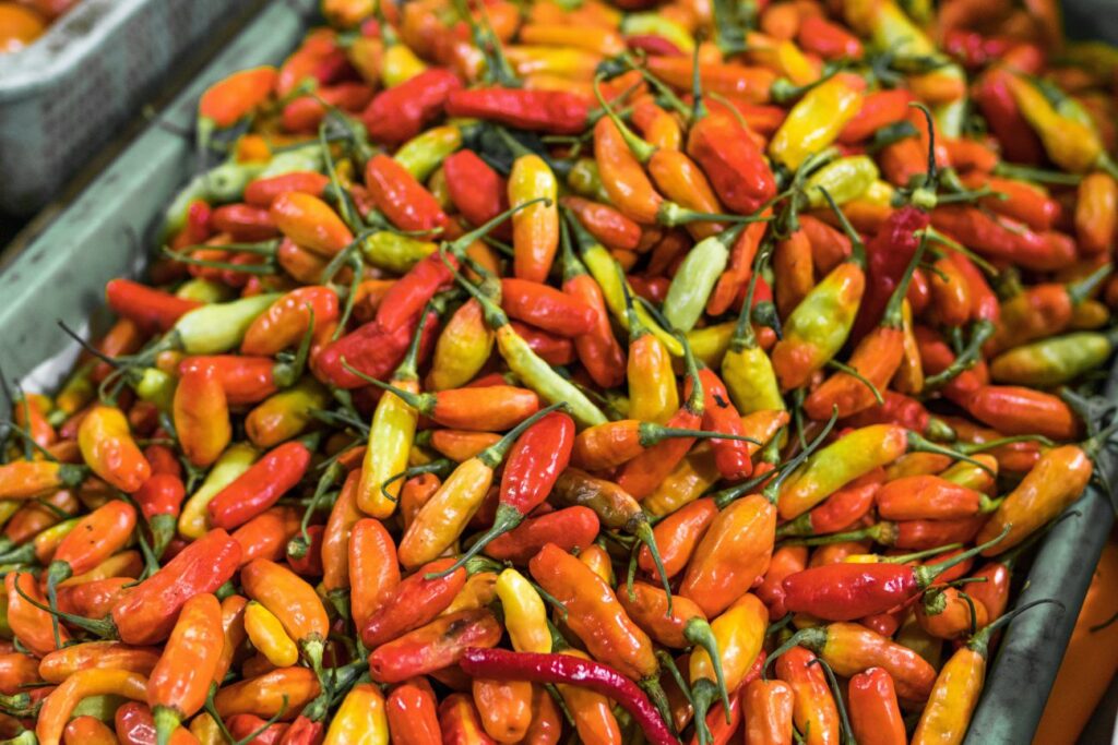 panduan menanam cabe rawit 1024x683 panduan menanam cabe rawit 1024x683