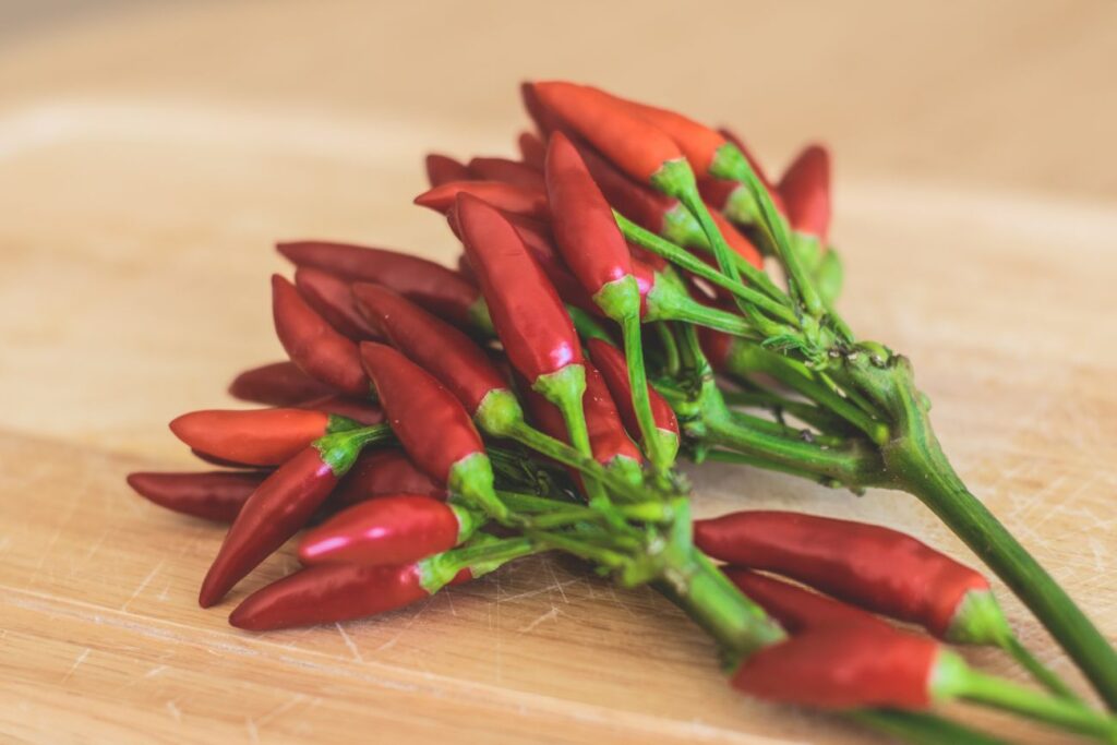 tahapan menanam cabe rawit 1024x683 tahapan menanam cabe rawit 1024x683
