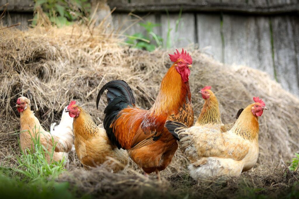 cara ternak ayam kampung 1024x684