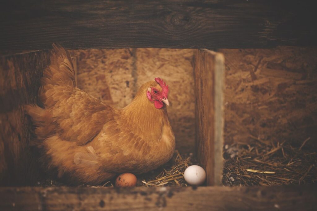 panduan ternak ayam kampung 1024x684